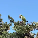 Mimosa Molino Blanco La Mata * 托雷维耶哈