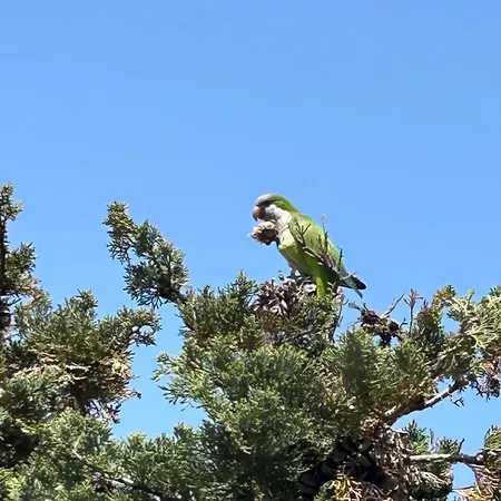 Mimosa Molino Blanco La Mata * טורבייחה