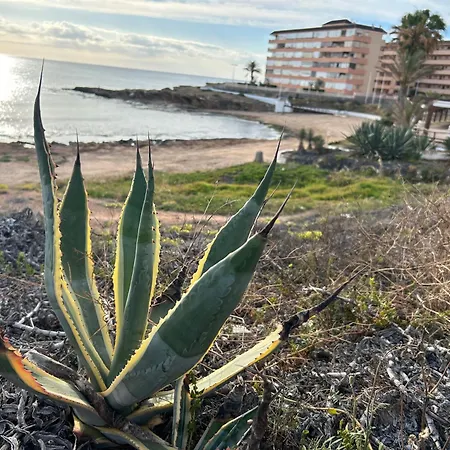 Mimosa Molino Blanco La Mata Торевьиа