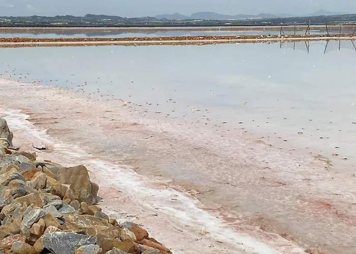 Mimosa Molino Blanco La Mata Torrevieja
