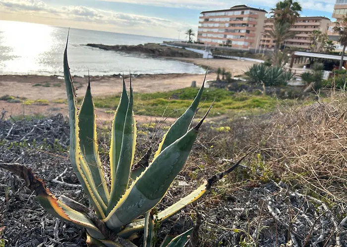 Mimosa Molino Blanco La Mata Torrevieja